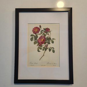 Beautiful Pierre Joseph Redoute Rose Print